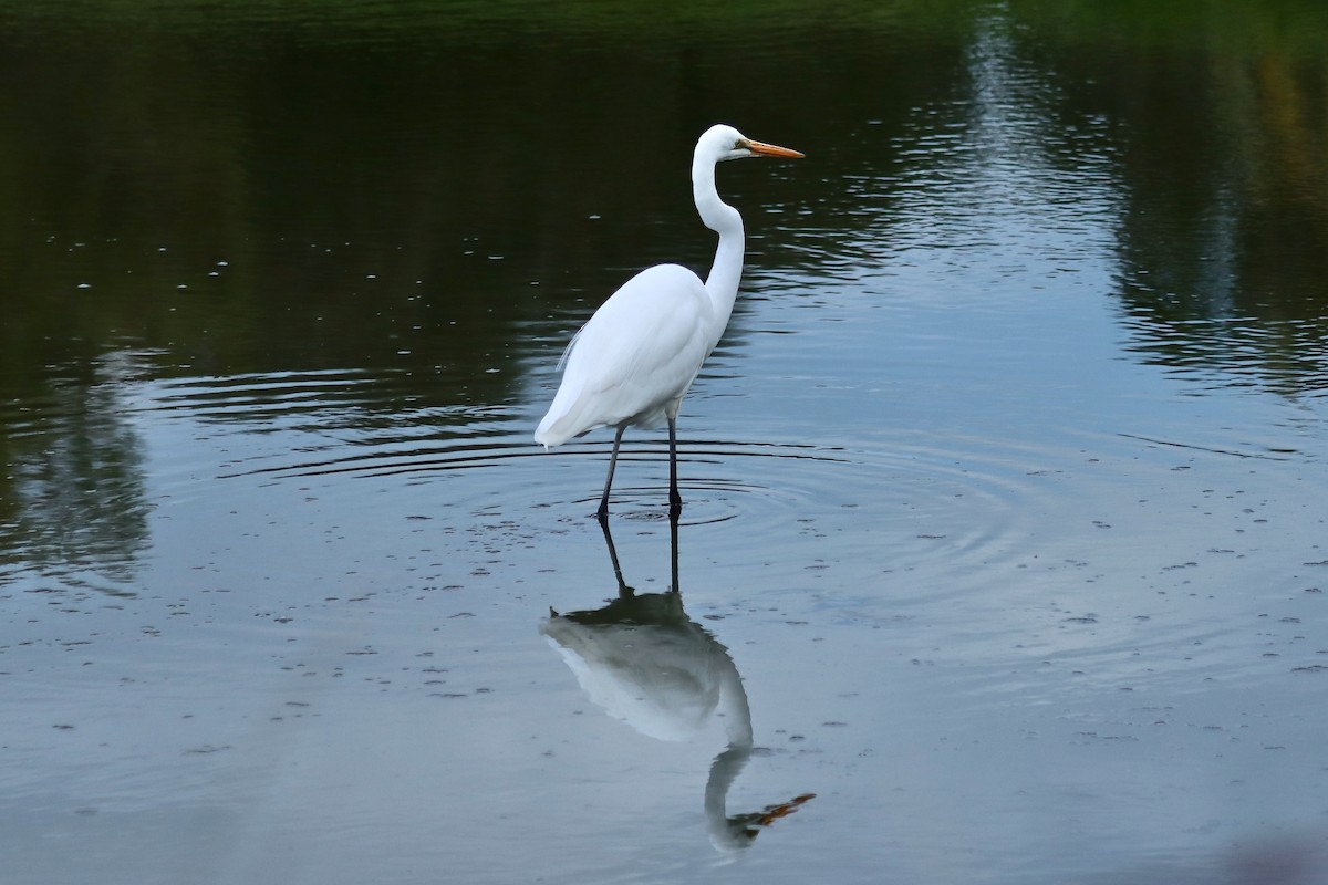 Great Egret - Robert Hamilton