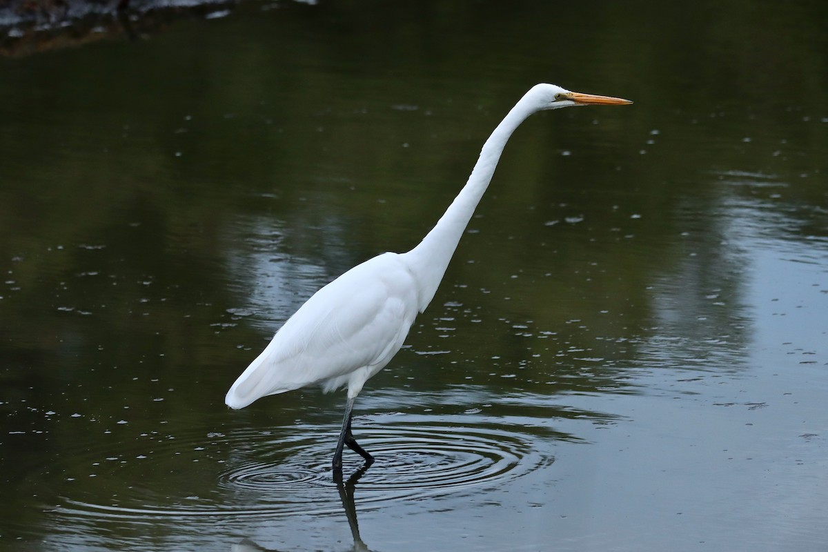 Great Egret - ML618478232