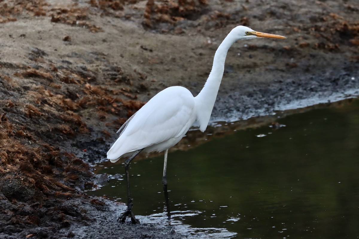 Great Egret - Robert Hamilton