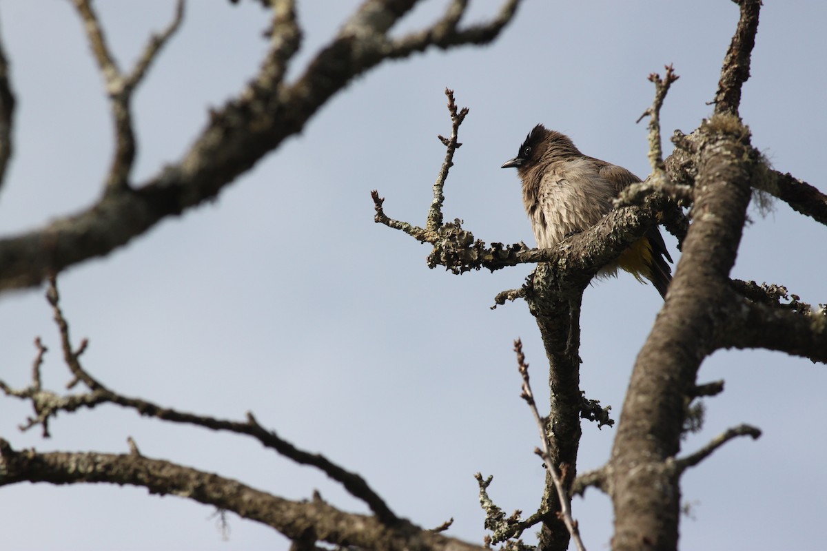 Common Bulbul (Dark-capped) - Cameron Blair