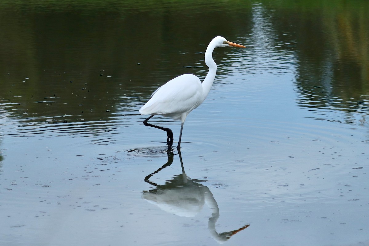 Great Egret - ML618478269