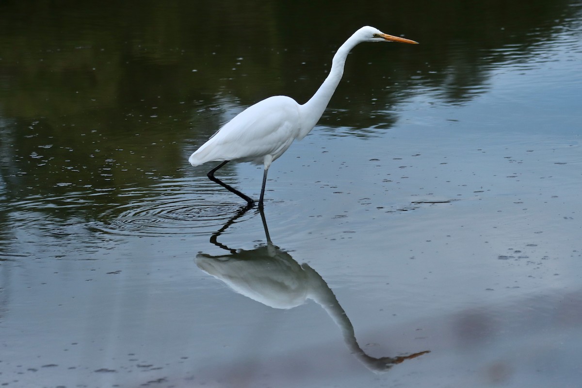 Great Egret - Robert Hamilton