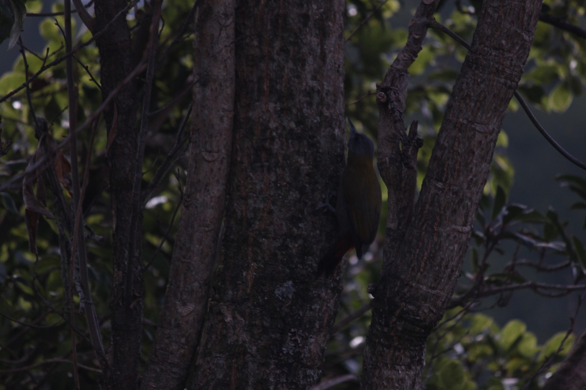 Pito Oliváceo (griseocephalus) - ML618478273