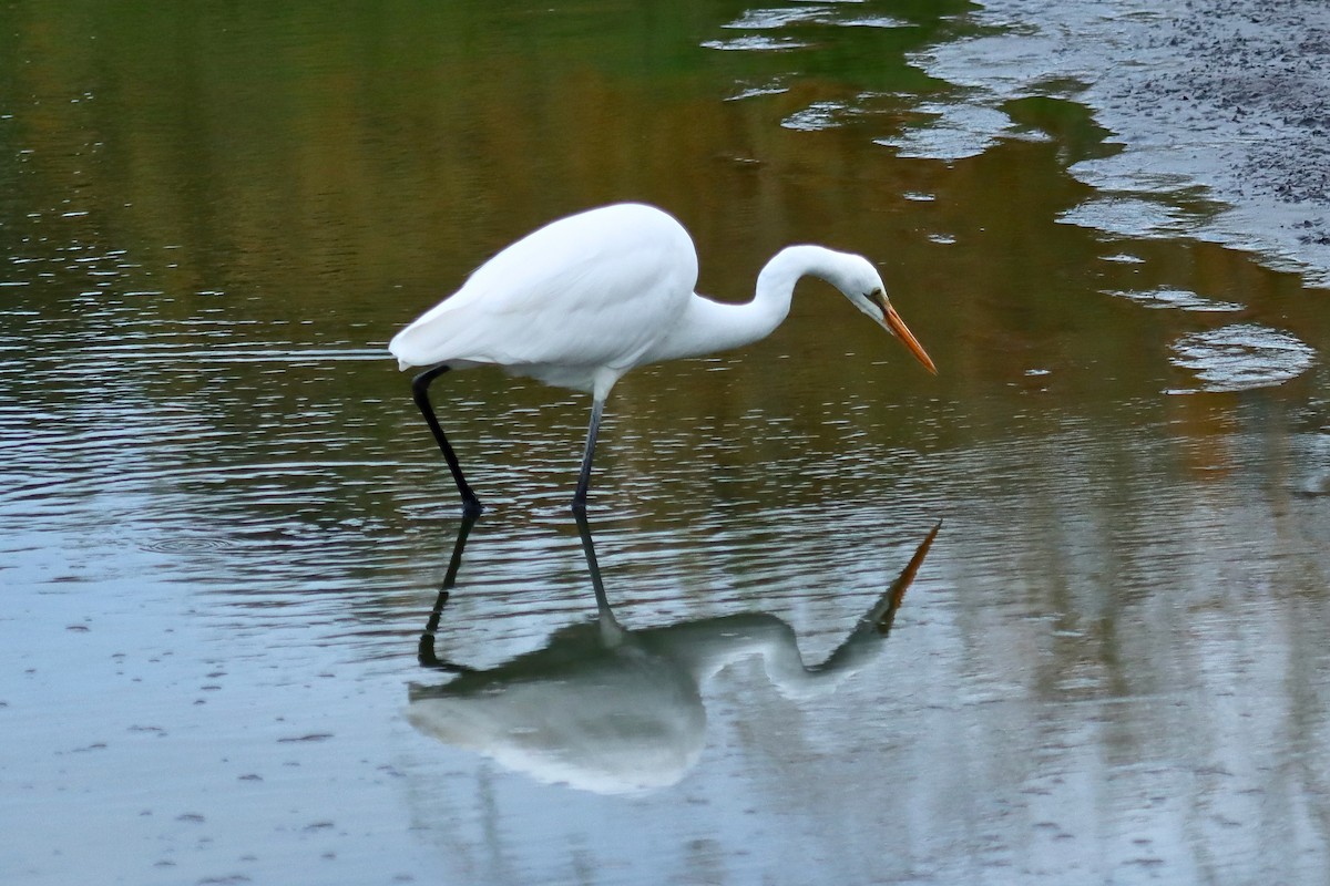 Great Egret - ML618478286