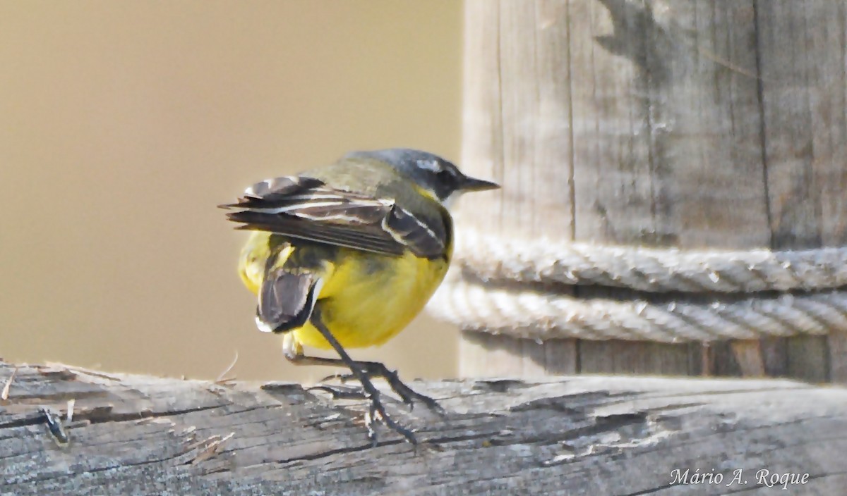 Western Yellow Wagtail - ML618478289