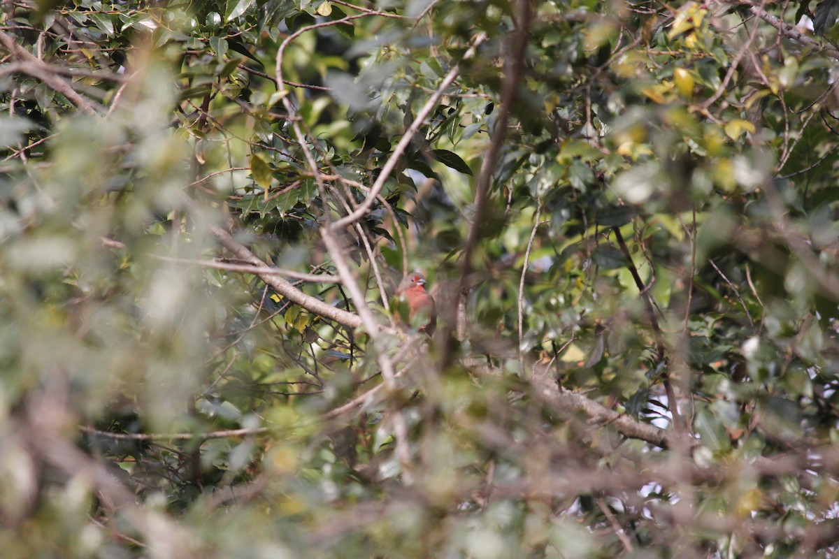 African Firefinch - ML618478293