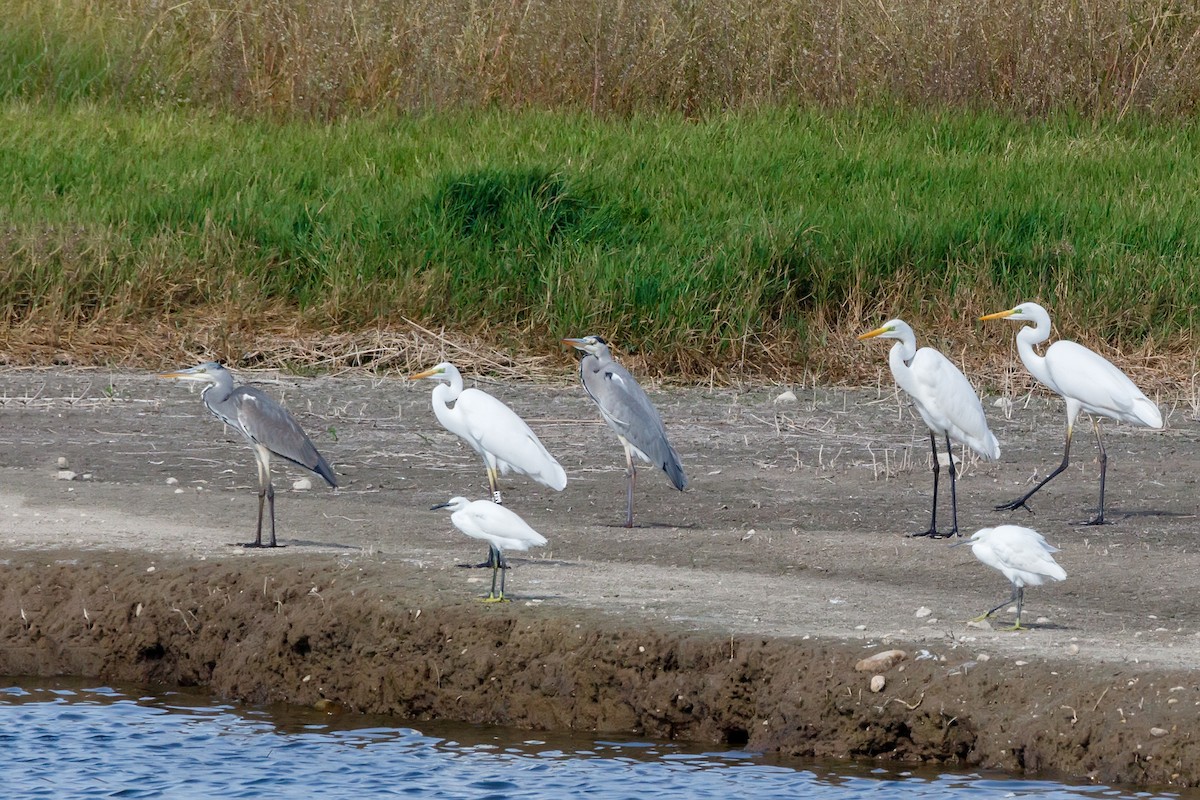 Great Egret - ML618478319