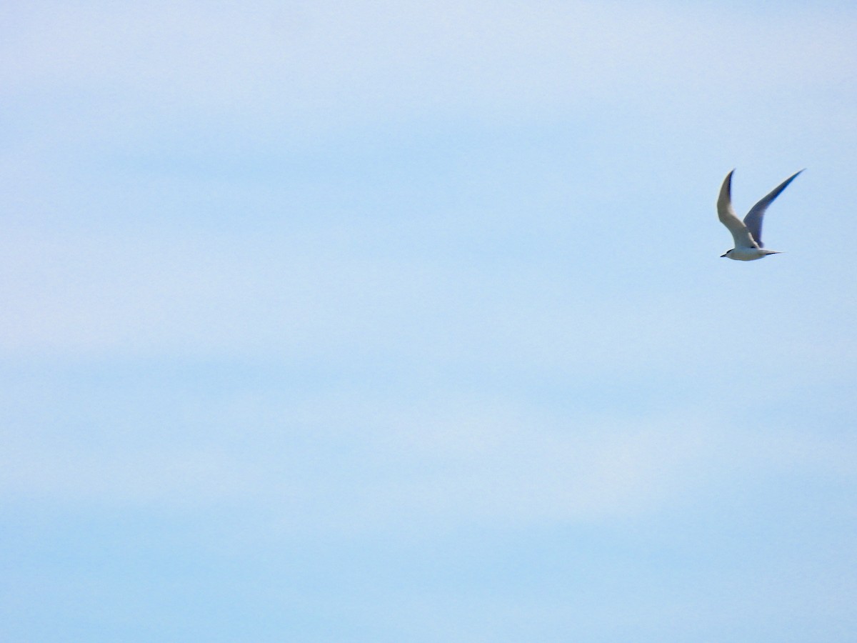 Gull-billed Tern - Peppe D'Ambrosio