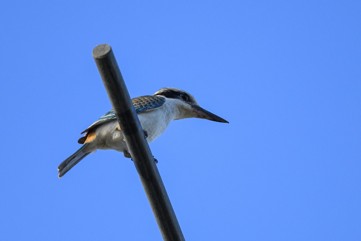 Red-backed Kingfisher - ML618478337