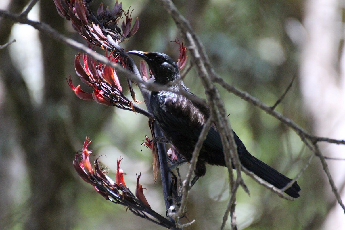 Mielero Tui - ML618478342