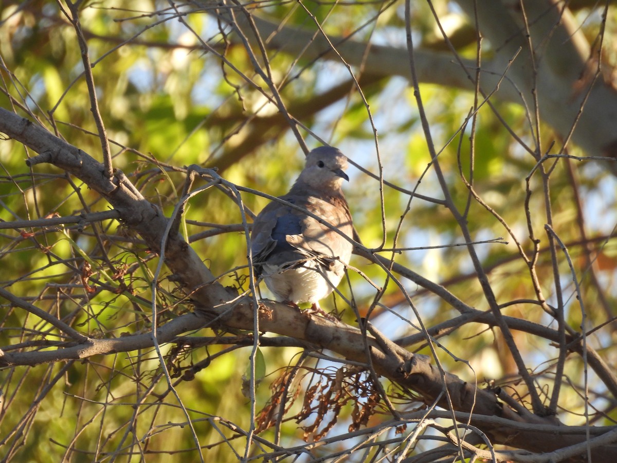 Tórtola Senegalesa - ML618478348