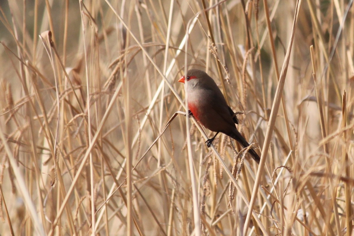 Common Waxbill - Cameron Blair