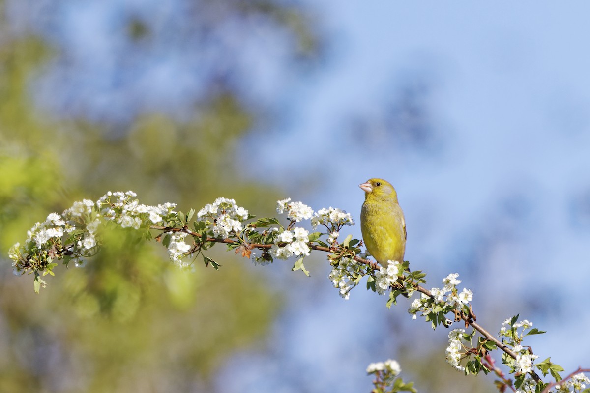 European Greenfinch - David Wright