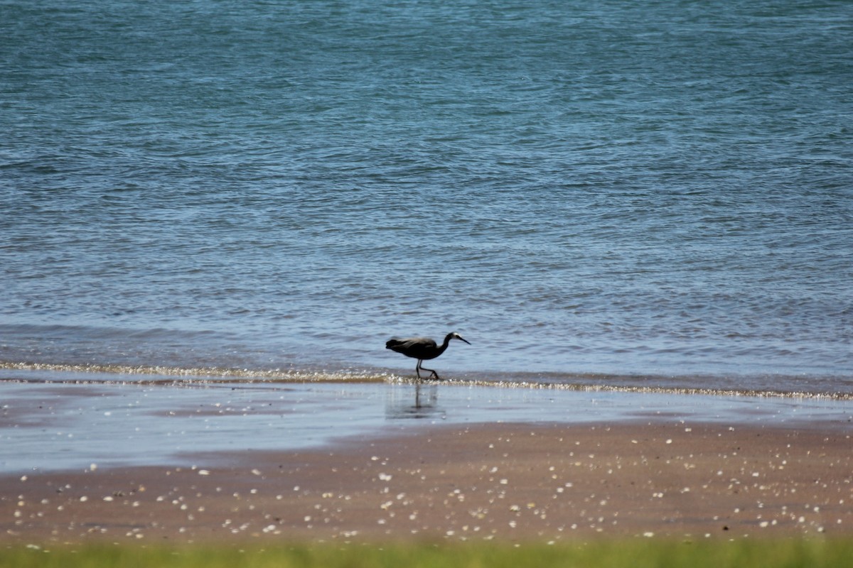 Pacific Reef-Heron - Jonathan Boucher