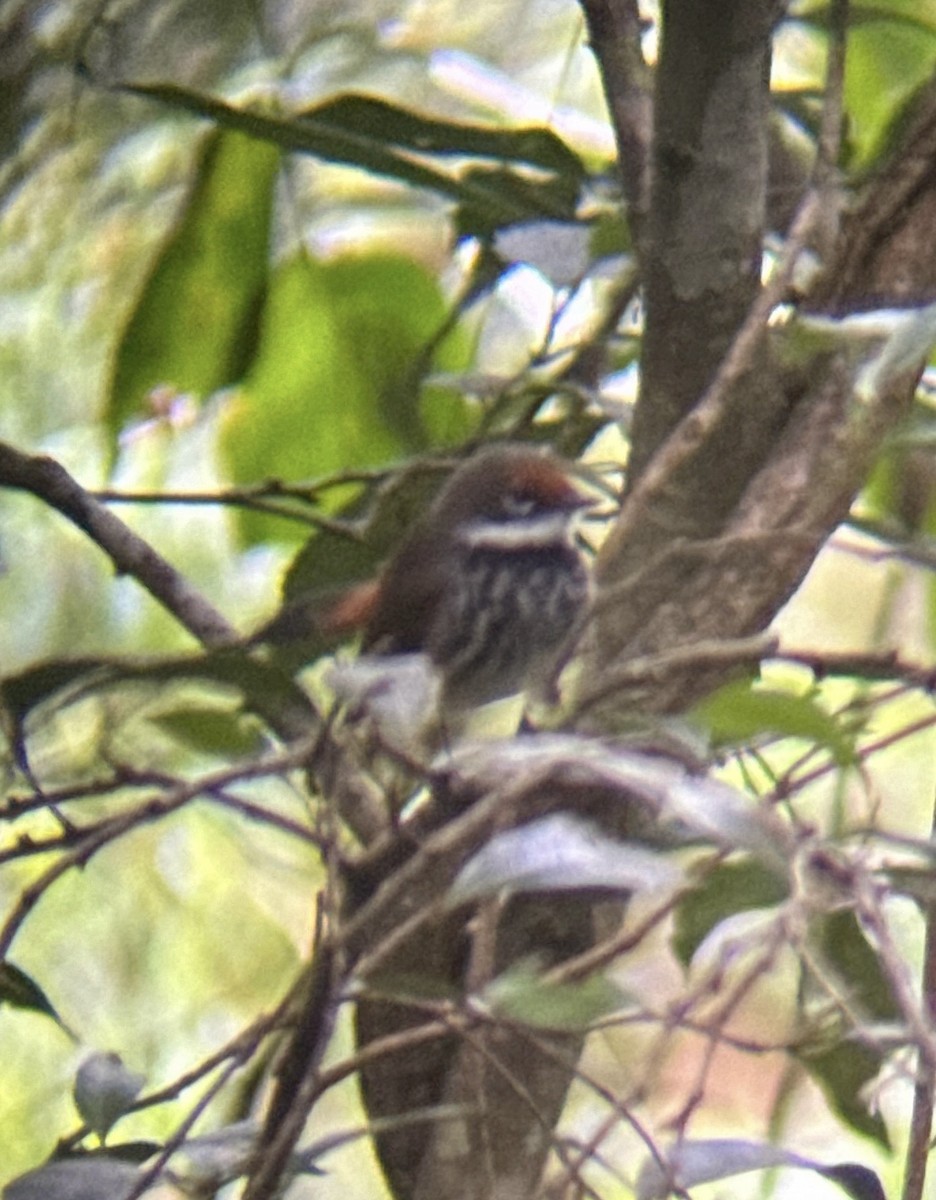 Australian Rufous Fantail - ML618478441