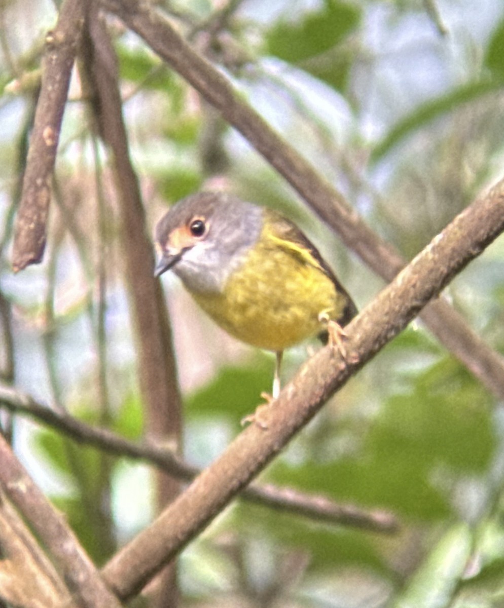 Pale-yellow Robin - ML618478447