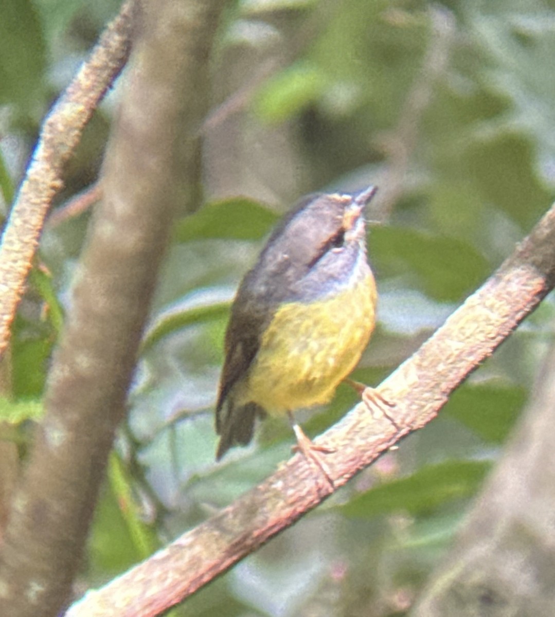 Pale-yellow Robin - Aaron Holschbach