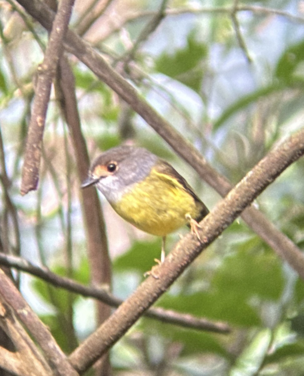 Pale-yellow Robin - ML618478449