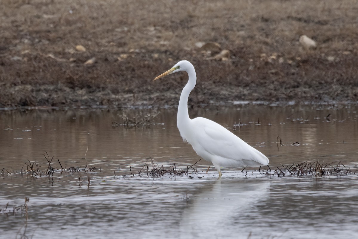 Great Egret - Delfin Gonzalez