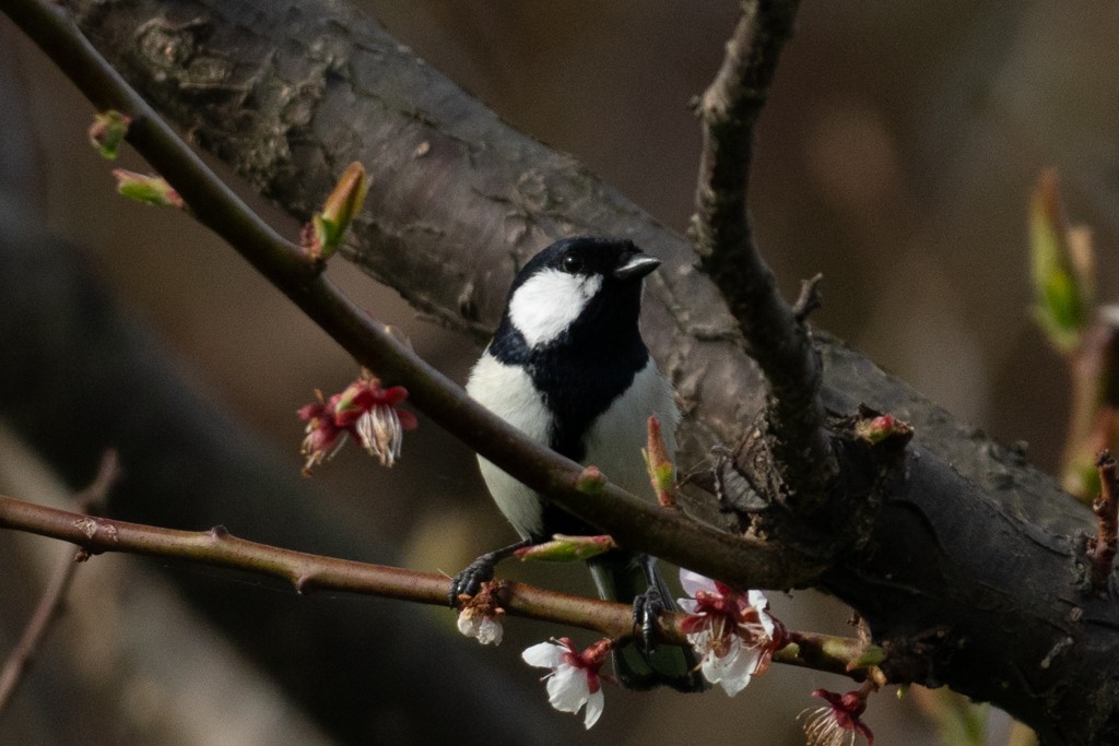 Japanese Tit - MASATO TAKAHASHI