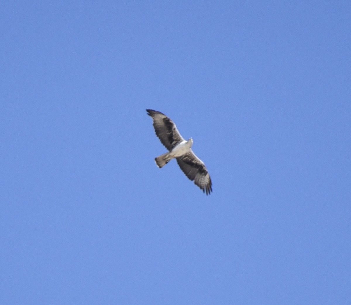 Bonelli's Eagle - NM Gatward