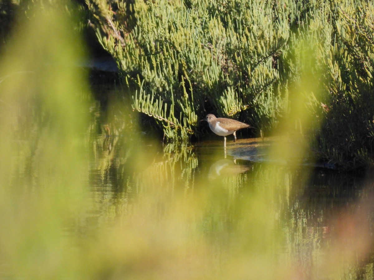 Common Sandpiper - Peppe D'Ambrosio