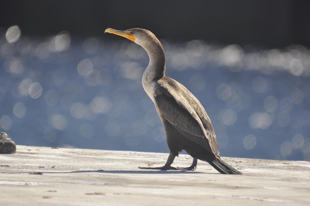 Double-crested Cormorant - ML618478523