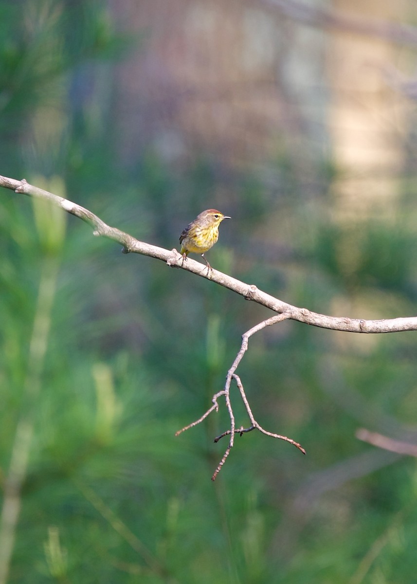 Palm Warbler (Western) - Jon Cefus