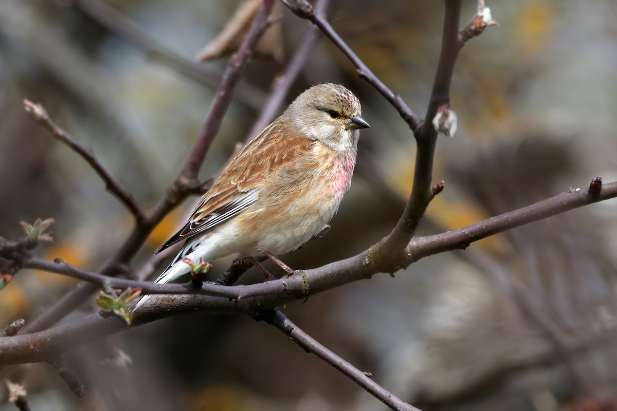 Eurasian Linnet - Igor Dvurekov