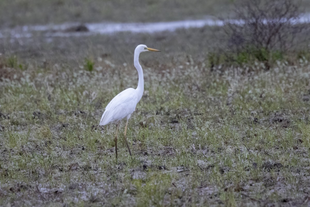 Great Egret - ML618478587