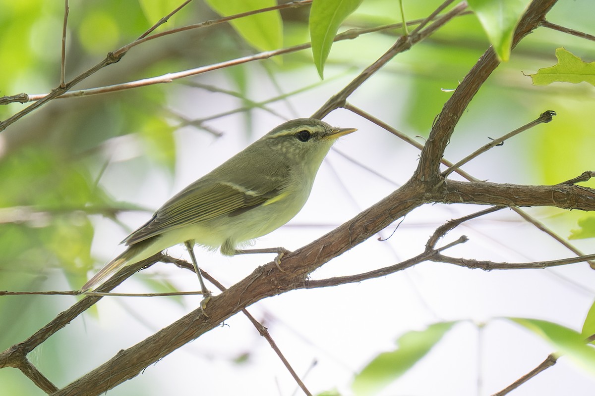 Two-barred Warbler - ML618478592