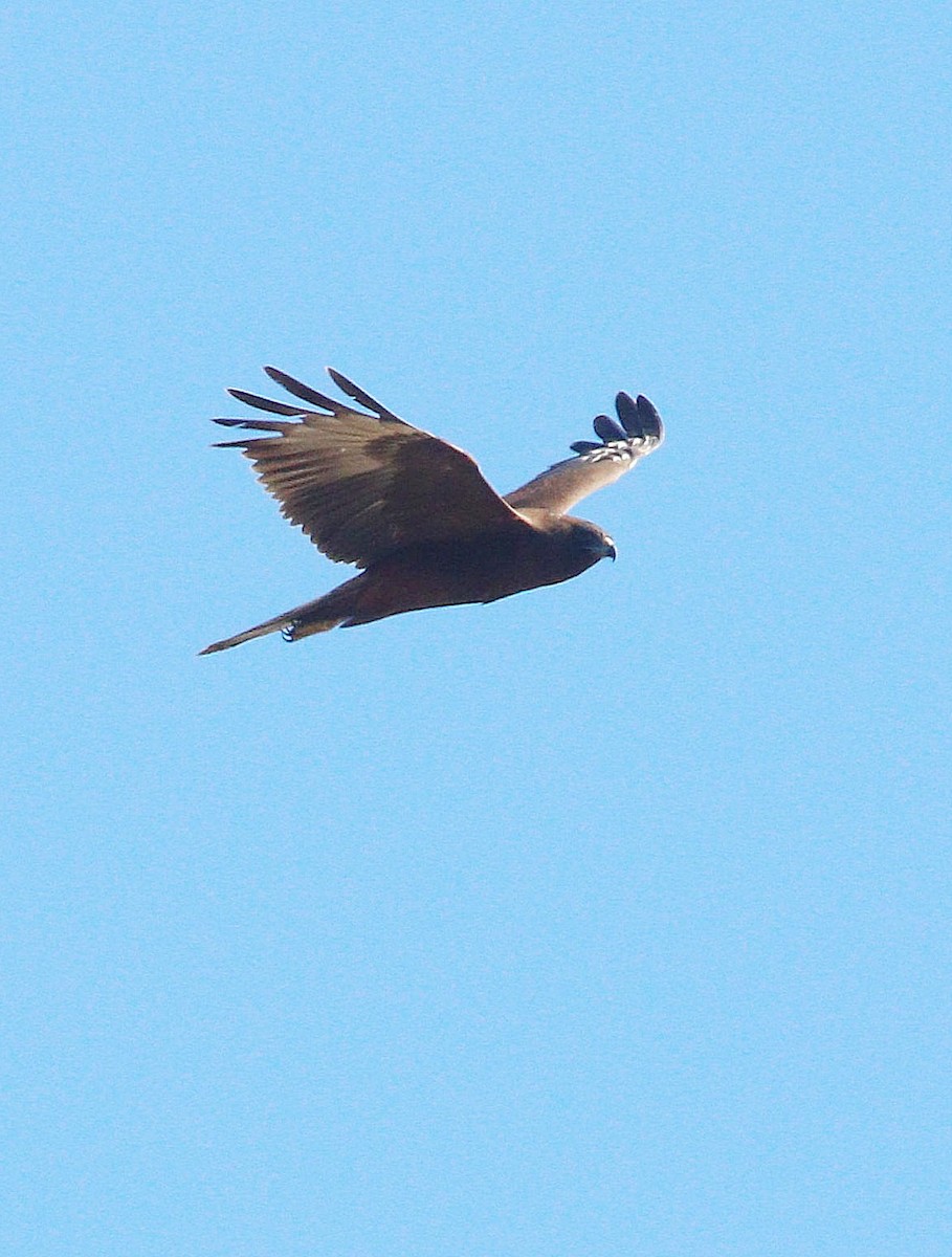 Aguilucho Lagunero del Pacífico - ML618478611