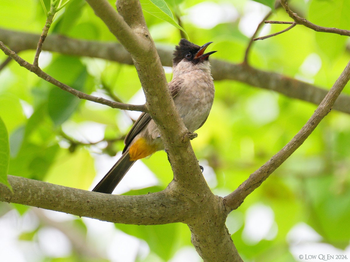 Sooty-headed Bulbul - ML618478619