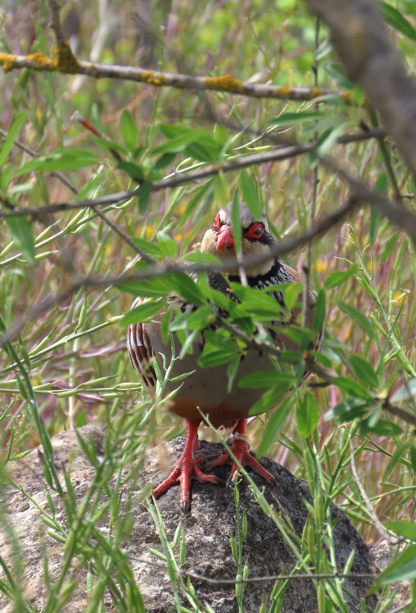 Red-legged Partridge - ML618478632