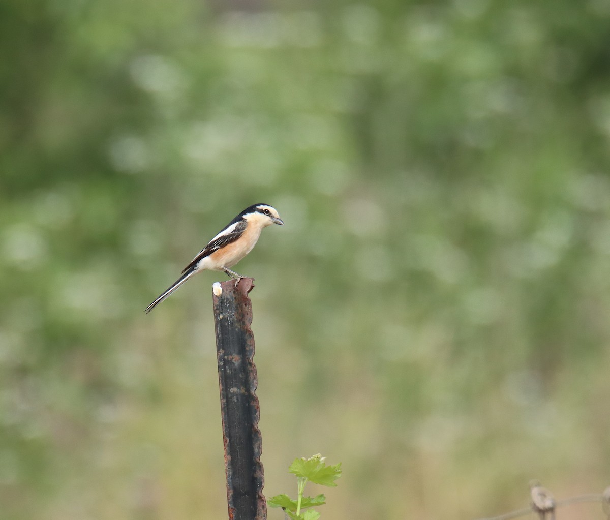 Masked Shrike - ML618478648