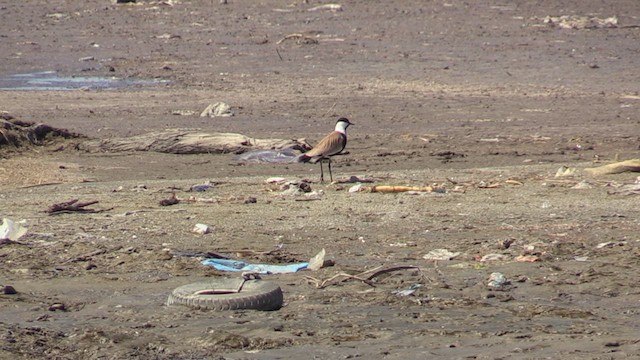 Spur-winged Lapwing - ML618478680