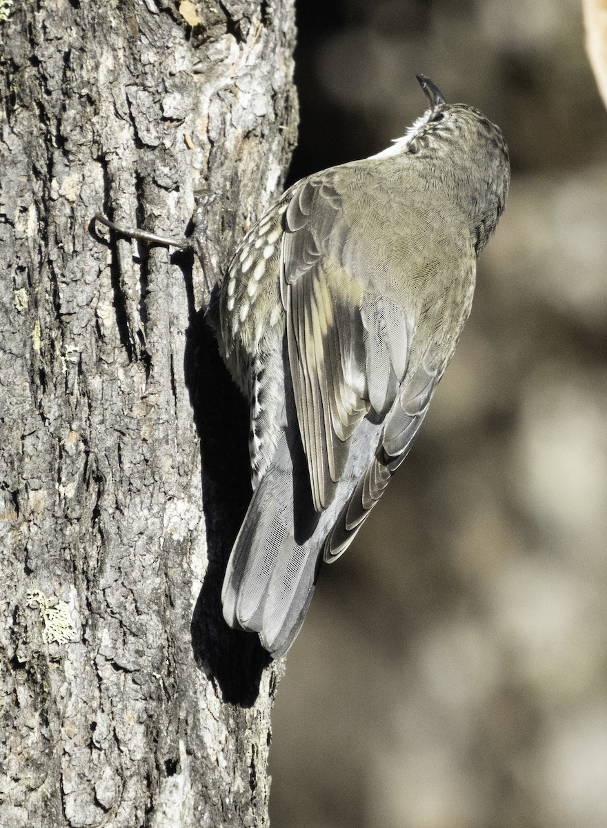 White-throated Treecreeper (White-throated) - John Brown