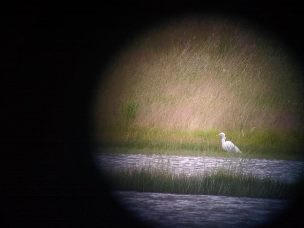 Yellow-billed Egret - ML618478699