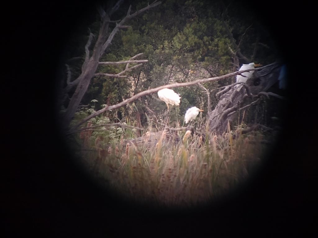 Yellow-billed Egret - ML618478700