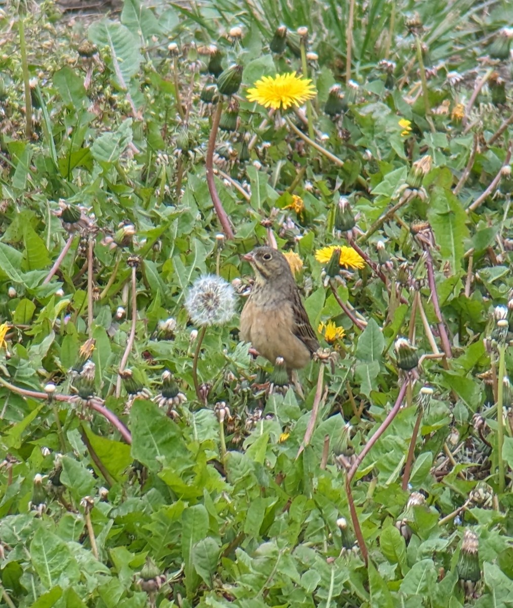 Ortolan Bunting - Anonymous