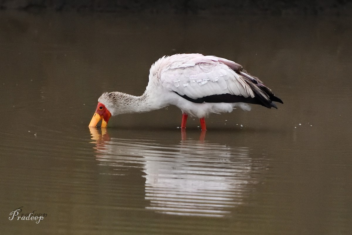 Yellow-billed Stork - Pradeep Choudhary