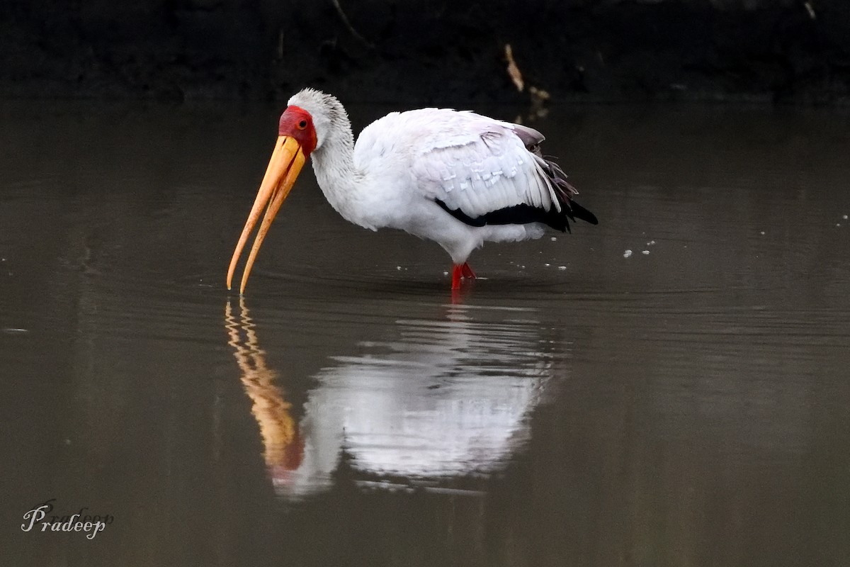 Yellow-billed Stork - ML618478751