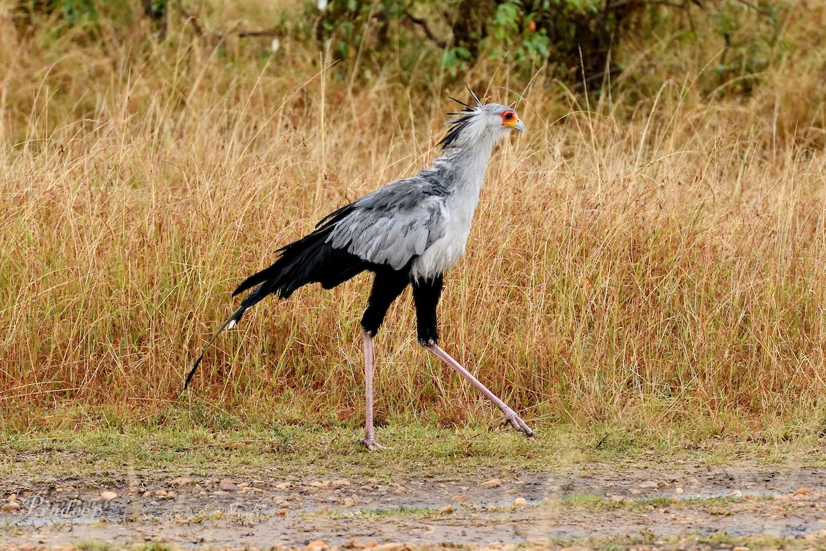 Secretarybird - Pradeep Choudhary