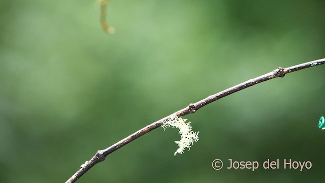 talamancakolibri - ML618478789