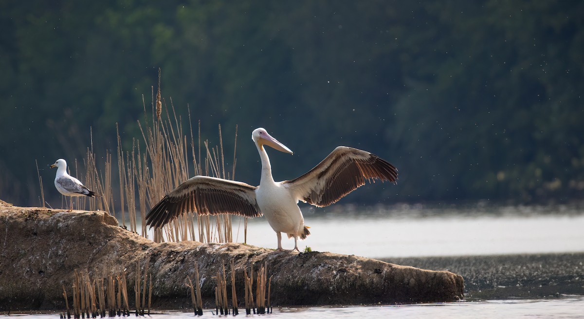 Great White Pelican - ML618478790