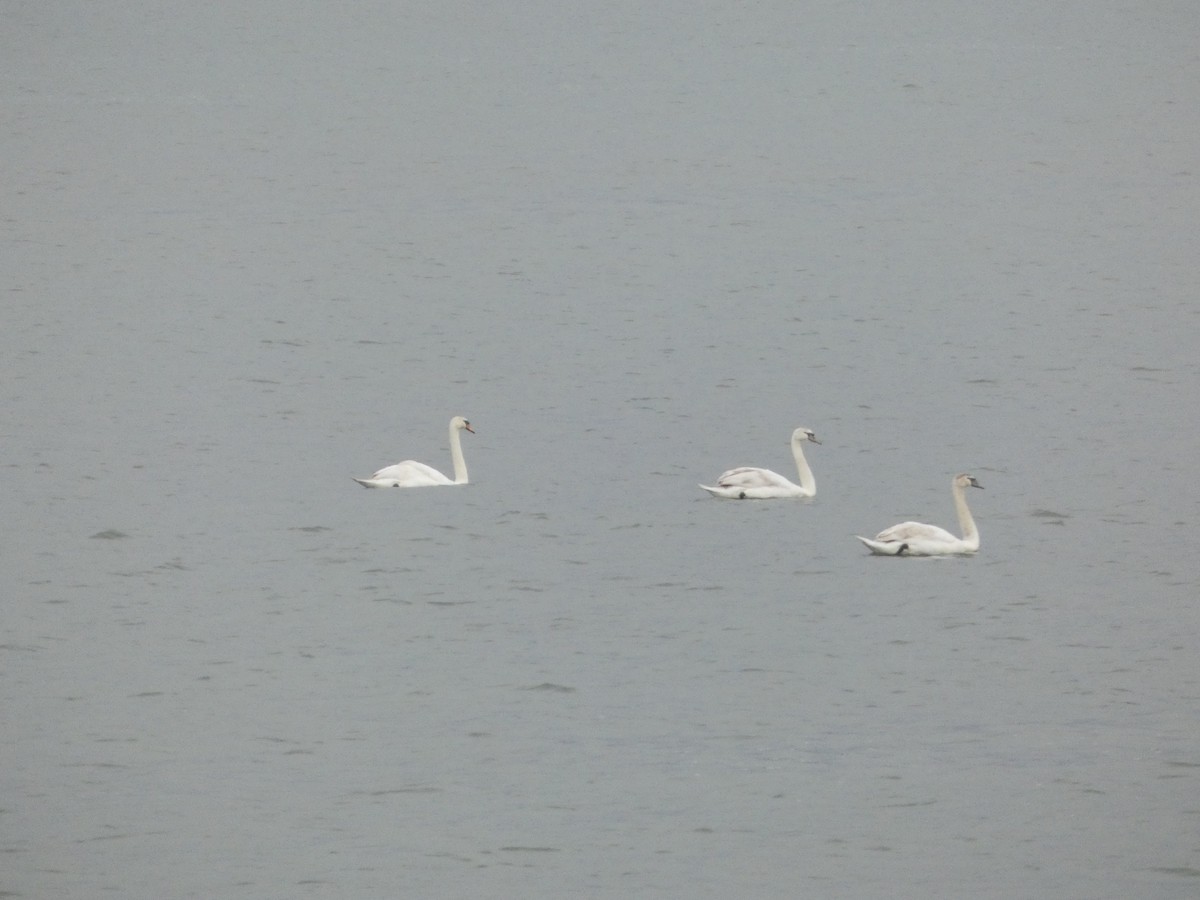 Mute Swan - Josh Hedley