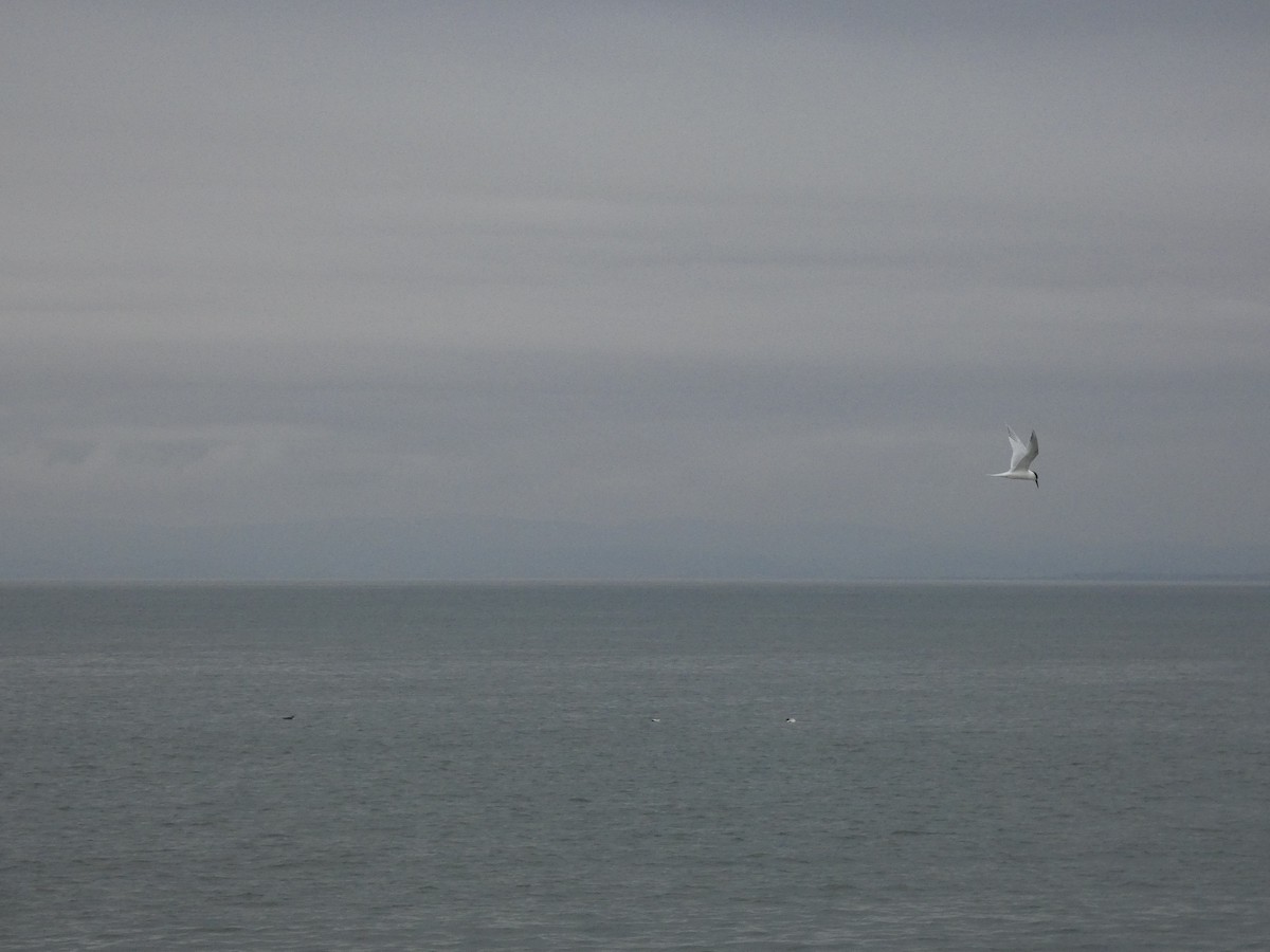 Sandwich Tern - Josh Hedley