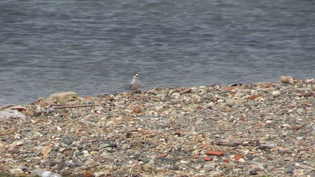 Little Tern - ML618478807