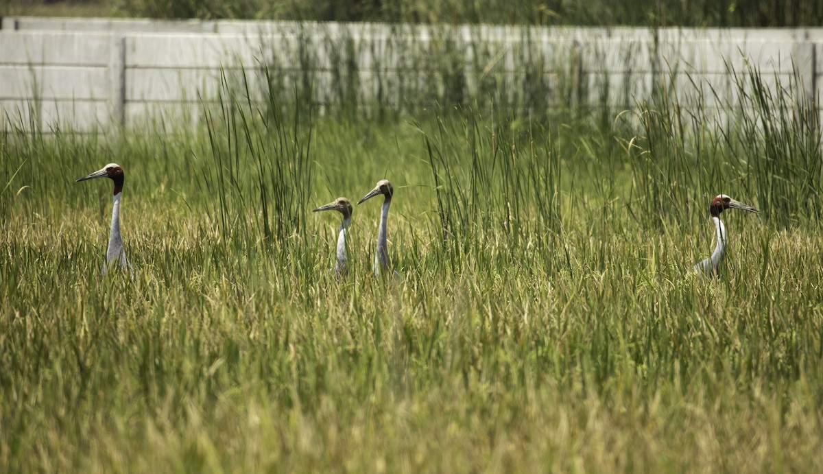 Sarus Crane - Umesh Mani