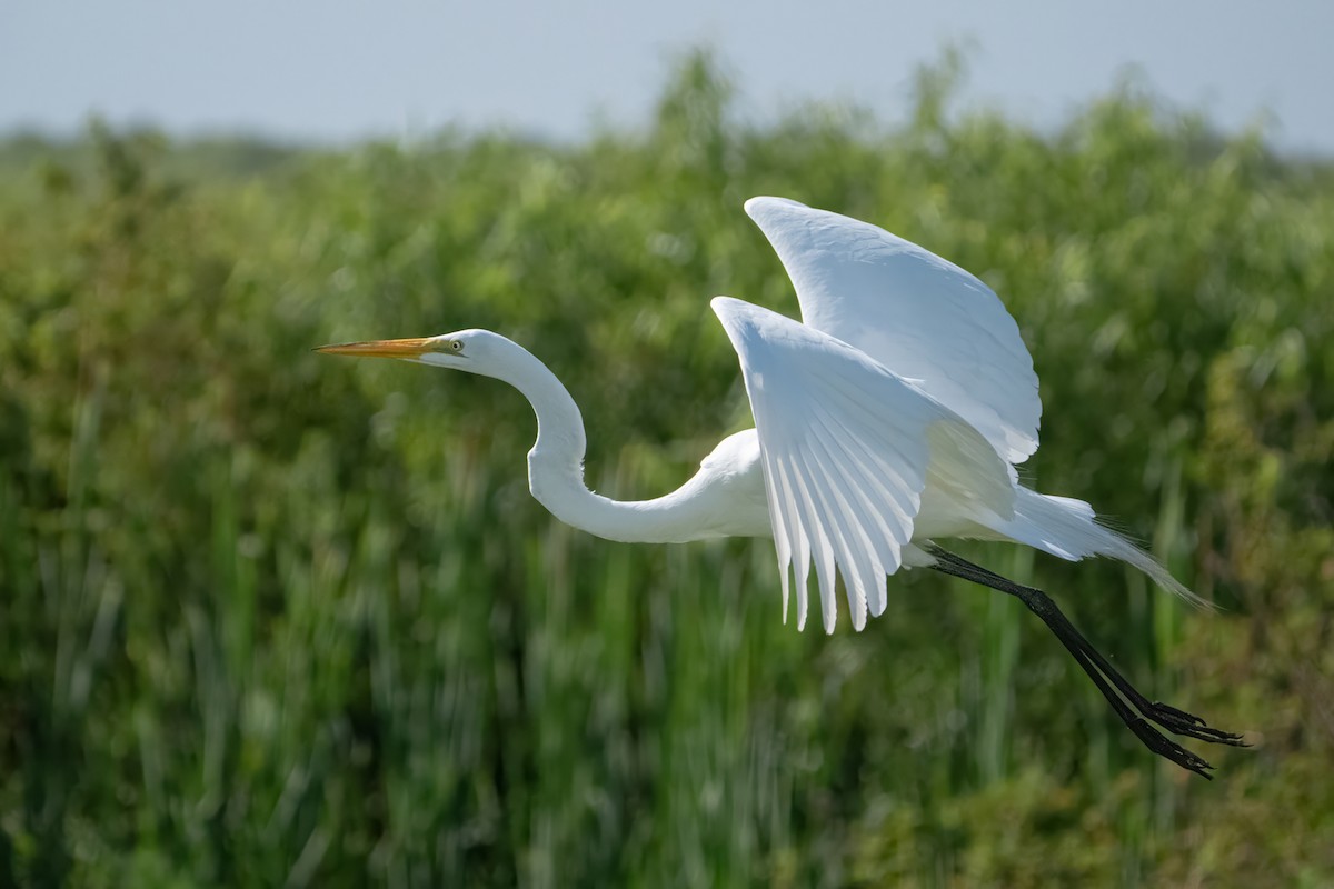 Great Egret - Ryan Garrison